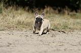 BOULEDOGUE FRANCAIS 167